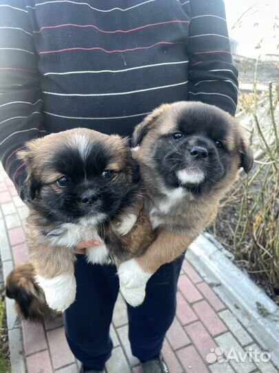 Щенки пекинеса в добрые руки