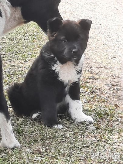 Собака в добрые руки отдам бесплатно щенки