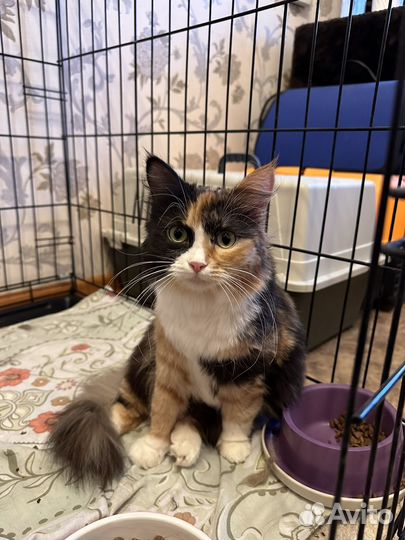 Ксюша очень ждет своих мам- пап