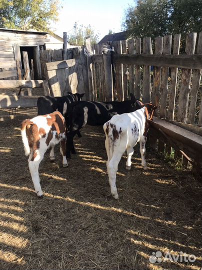 Бычки и телята