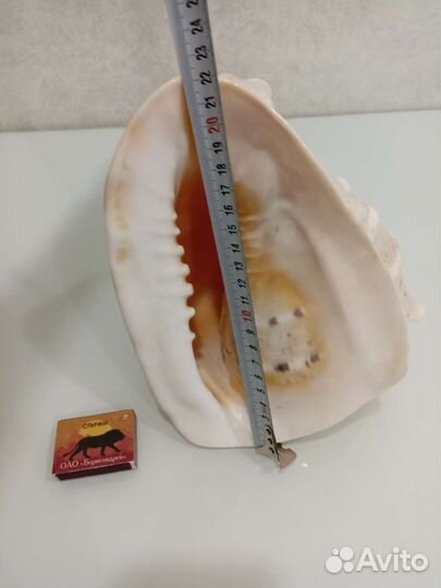 Ракушка морская большая