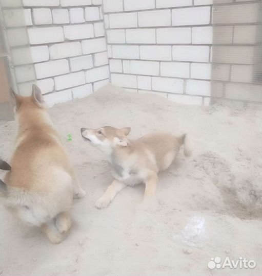 Щенки заодно-сибирской лайки