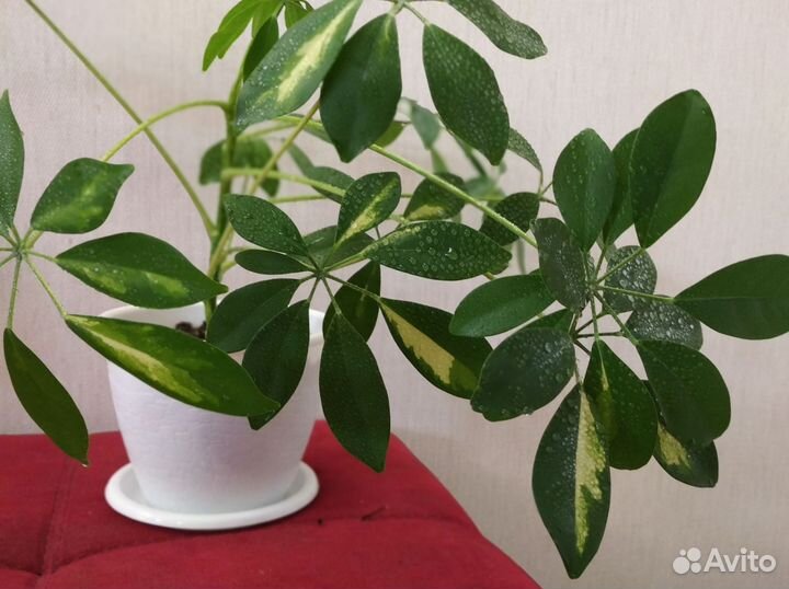 Шефлера вариегатная