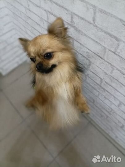 Чихуахуа мальчик вязка