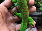 Зелёный геккон