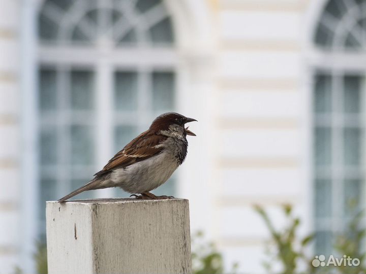 Pentax Q теле-зум объектив, вспышка, блок питания