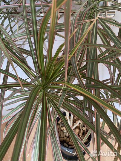 Пальма драцена