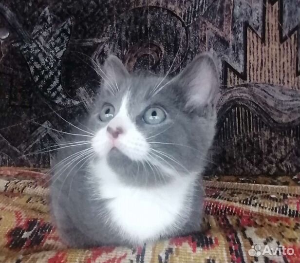 Кошки в добрые руки бесплатно