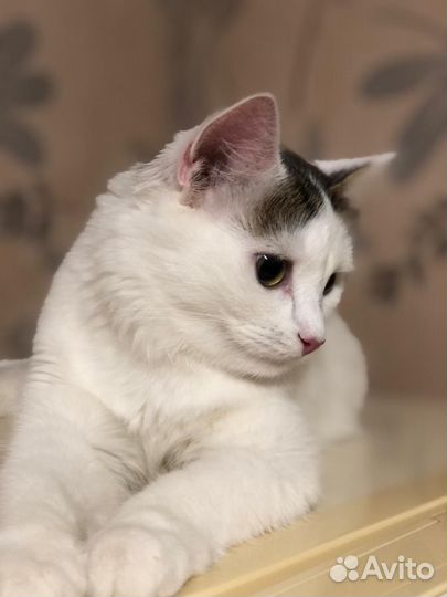 Кошка в дар бесплатно