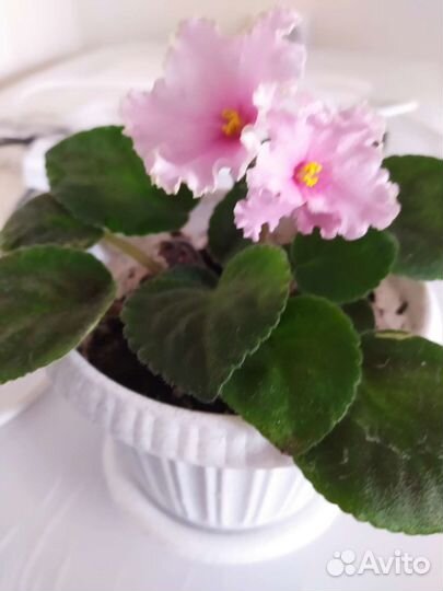 Фиалка в горшках