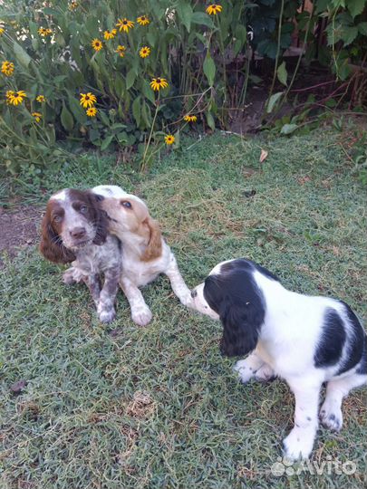 Щенки русского спаниеля