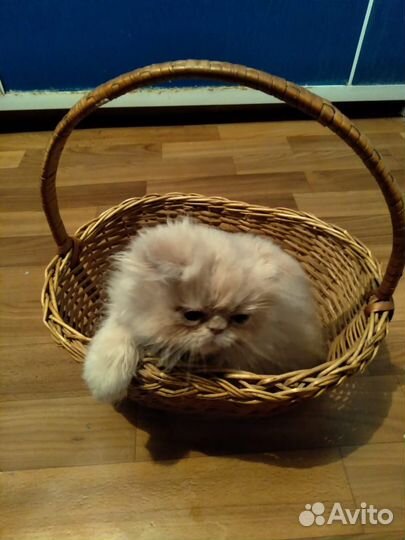 Котята персы