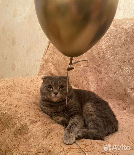 Шотладский котенок