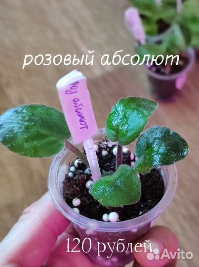 Детки сортовых фиалок