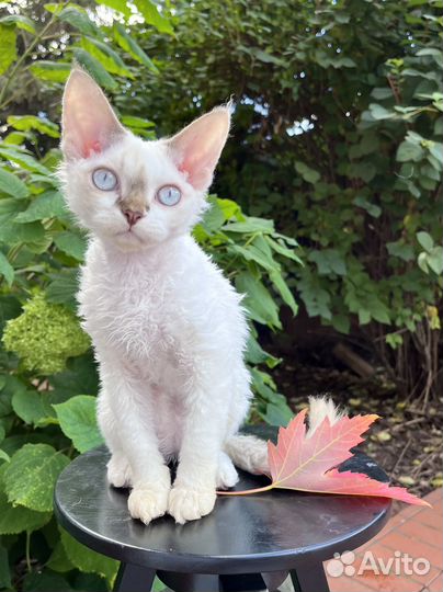 Девон-рекс. Котенок девочка