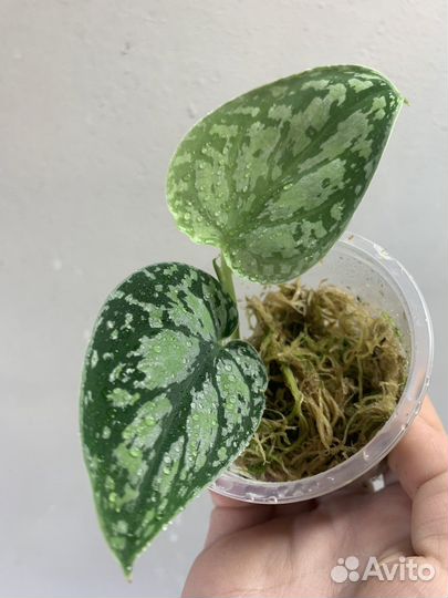 Сциндапсус триколор