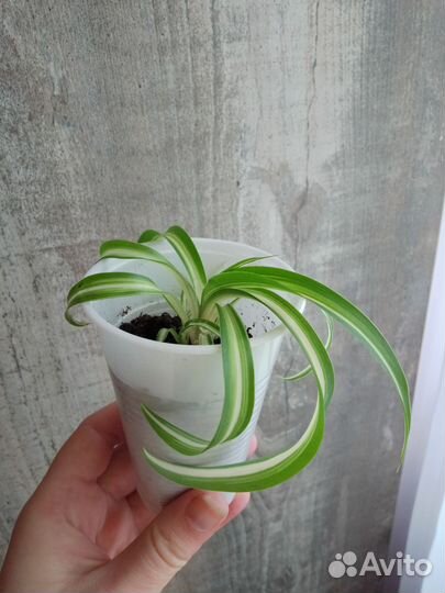 Хлорофитум кудрявый