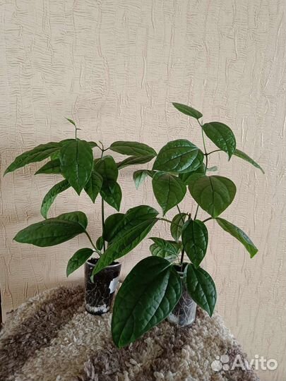 Клеродендрум Томпсона