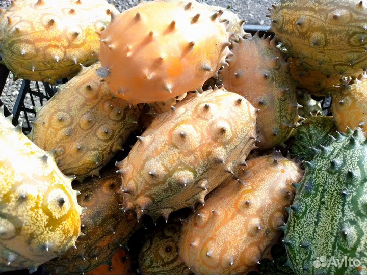 Кивано Семена