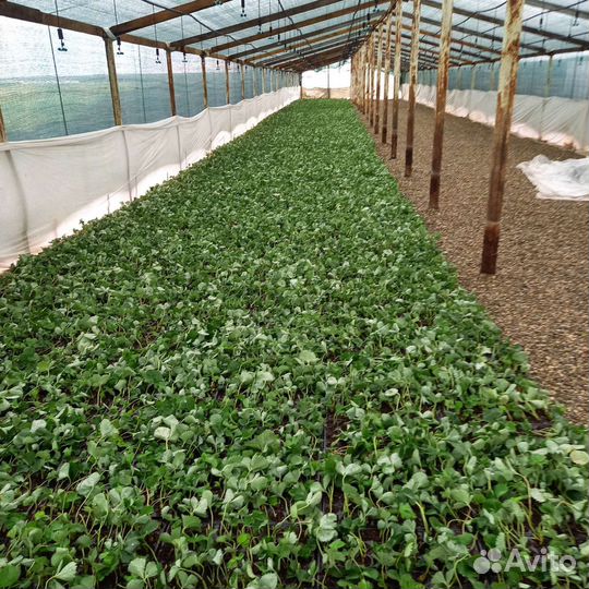 Рассада клубники