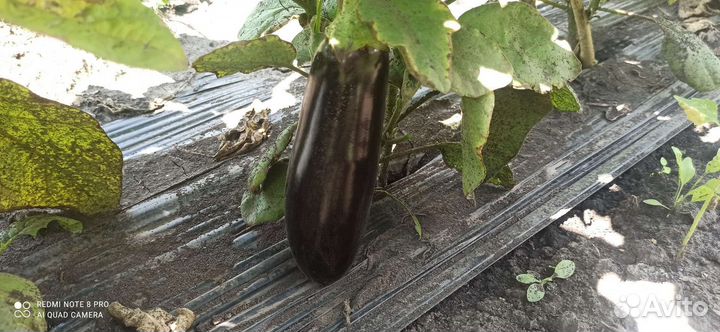 Баклажан, томат