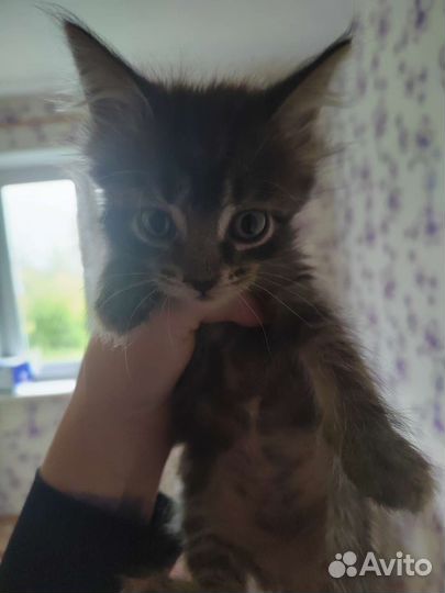 Кошки мейн-кун метисы