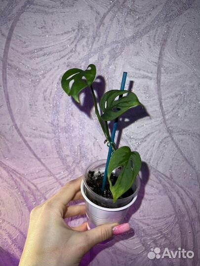 Монстера Альба, Адансона, Манки, Косая, Делициоза