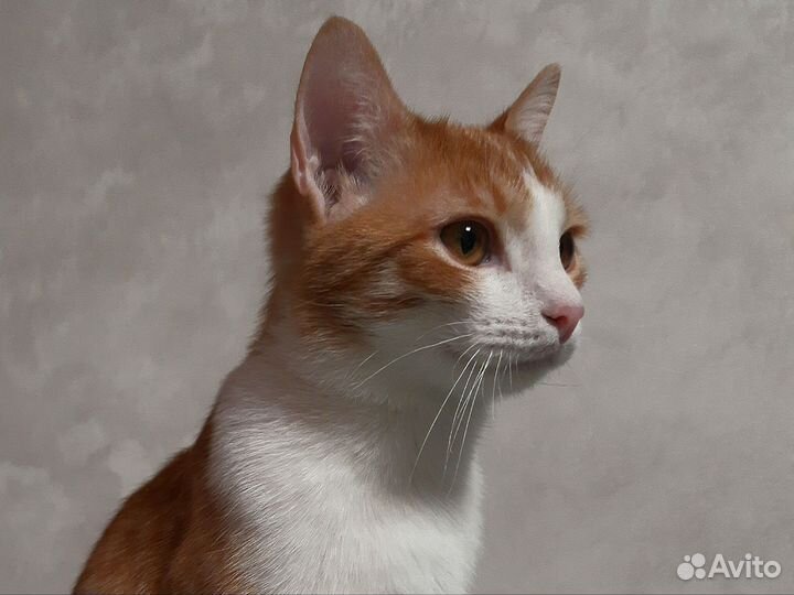 Кот белый рыжий