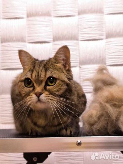 Стрижка собак