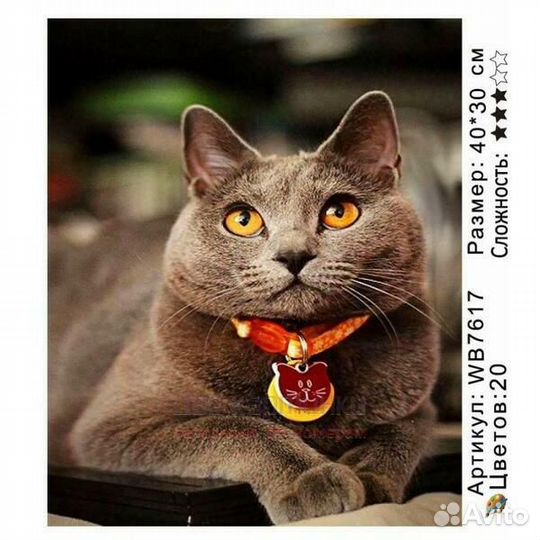 Картина по номерам 30x40 Пушистый британец