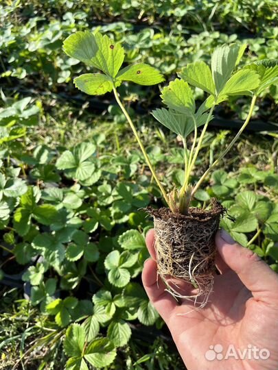 Рассада клубники