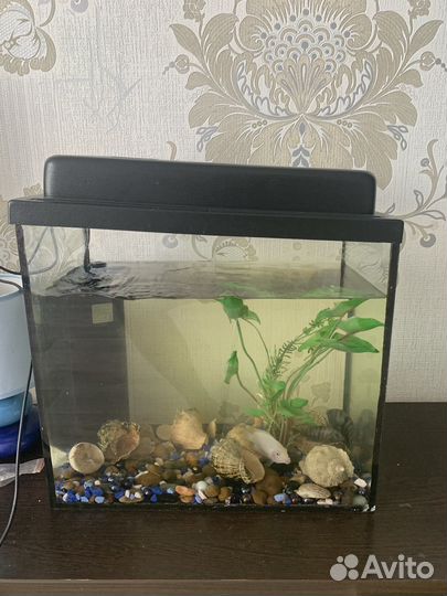 Аквариум
