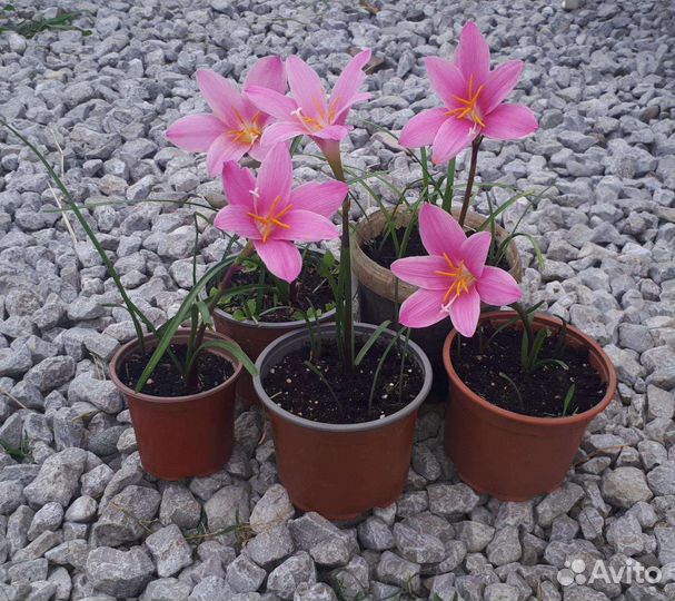 Зефирантес