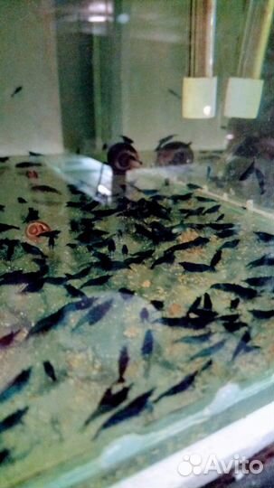 Аквариумные жители