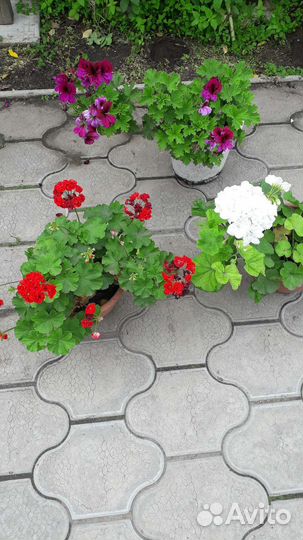 Пеларгония герань