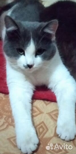 Котята 8 мес