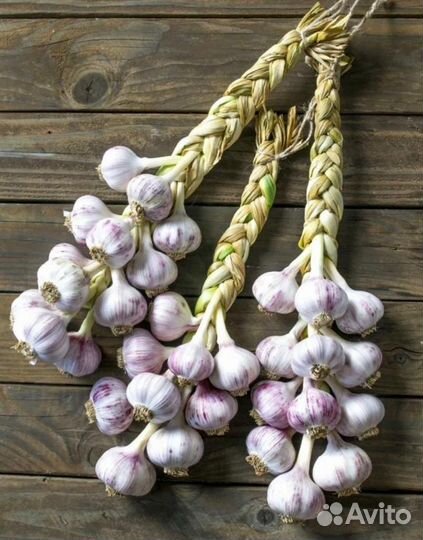Чеснок домашний