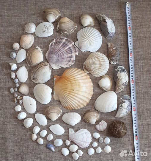 Морские ракушки раковины