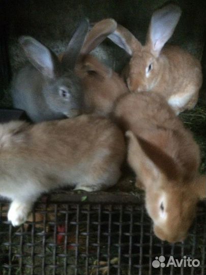 Кролики ризен немецкий великан