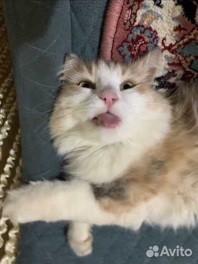 Кошка в дар бесплатно