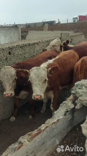 Продажа крс