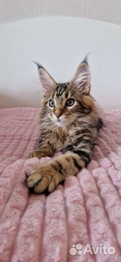 Котята мейн-кун