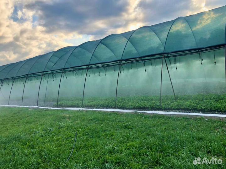 Профессиональная рассада клубники