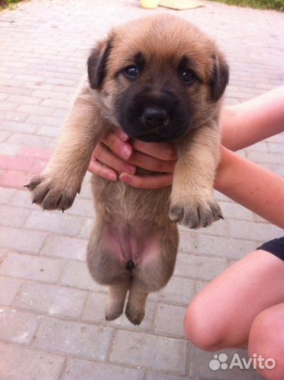 Сладкие щенки