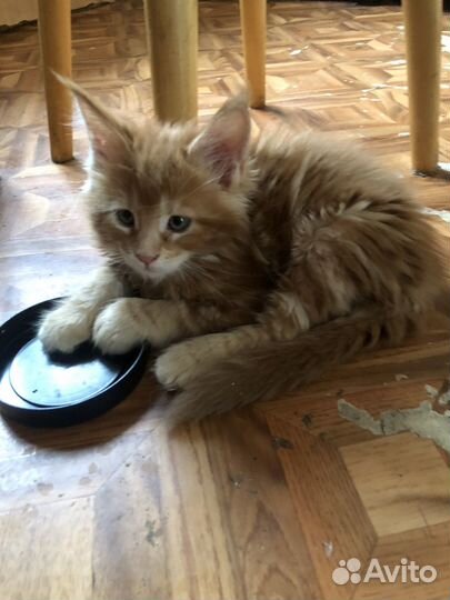 Котята мейн-кун