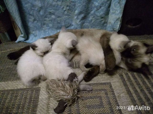 Котята Меконгского Бобтейла объявление продам