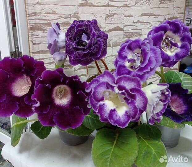 Глоксинии семена