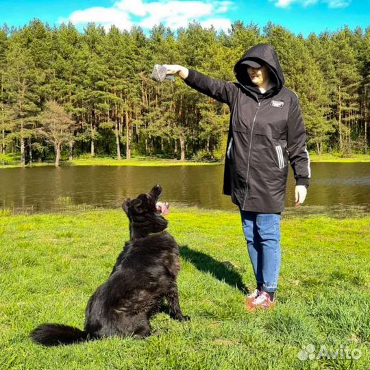 Собака в добрые руки