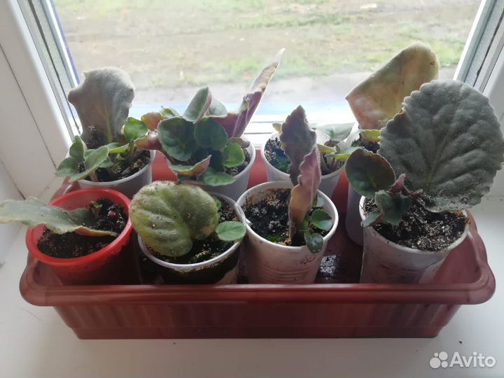 Комнатные цветы фиалки