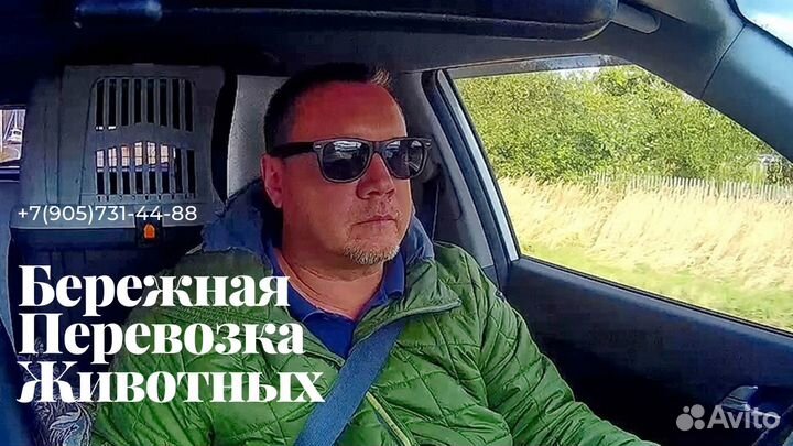 Передержка собак мелких и средних пород